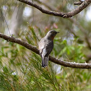 Fan-tailed Cuckoo (Cacomantis flabelliformis)