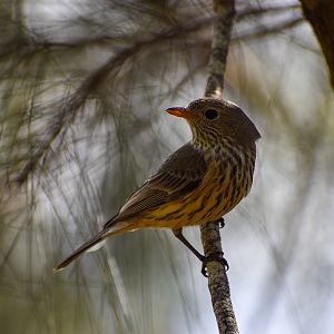 Rufous Whistler (Pachycephala rufiventris)
