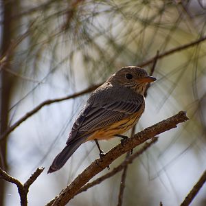 Rufous Whistler (Pachycephala rufiventris)