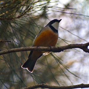 Rufous Whistler (Pachycephala rufiventris)