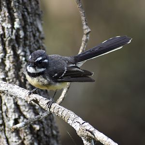 Grey Fantail (Rhipidura albiscapa)
