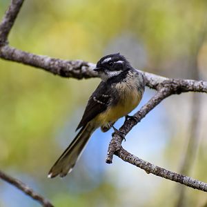 Grey Fantail (Rhipidura albiscapa)