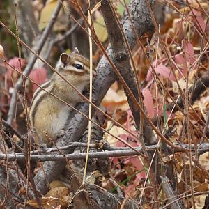 siberian chipmunk outside of ulan bator