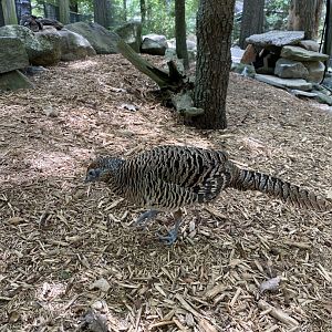 June 2021 Lady Amherst’s Pheasant