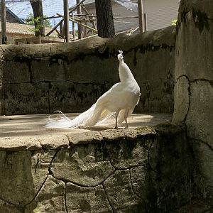 June 2021 Indian Peafowl