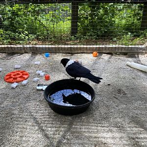 June 2021 African Pied Crow
