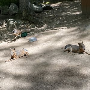 June 2021 Patagonian Mara