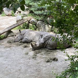 June 2021 White Rhinoceros