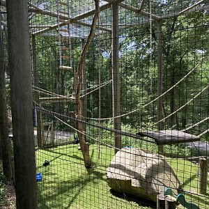 June 2021 Siamang exhibit