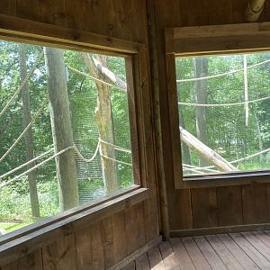 June 2021 Siamang exhibit