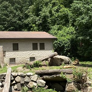 June 2021 African Lion exhibit