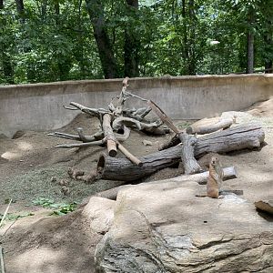June 2021 Prairie Dogs