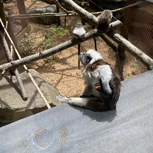 June 2021 Cotton Top Tamarins