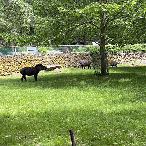 June 2021 Brazilian Tapir