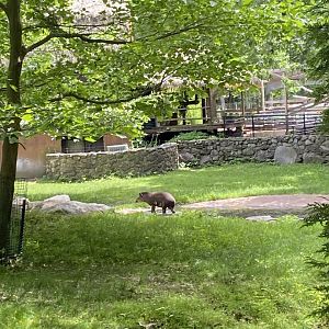 June 2021 Brazilian Tapir