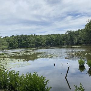 June 2021 Wetlands