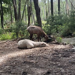 June 2021 Elk