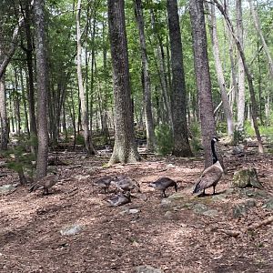 June 2021 Canada Geese