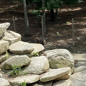 June 2021 Aoudad and Grey Fox