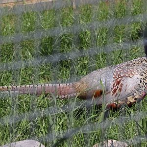 Common pheasant (Phasianus colchicus)