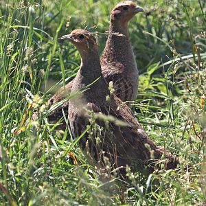 Grey partridge (Perdix perdix)