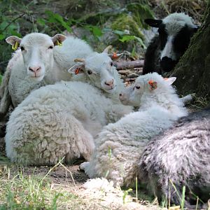 Roslags sheep (Ovis orientalis f. aries)