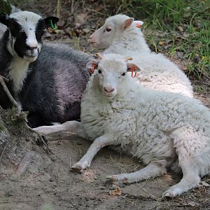 Roslags sheep (Ovis orientalis f. aries)