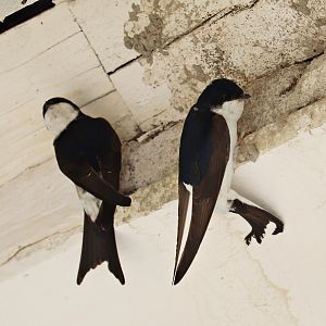Common house martin (Delichon urbicum urbicum)