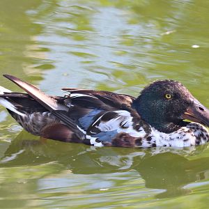 Northern shoveler (Spatula clypeata)