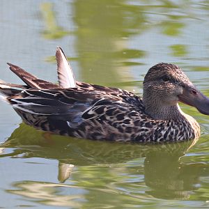 Northern shoveler (Spatula clypeata)