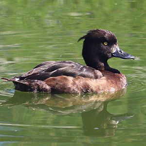 Tufted duck (Aythya fuligula)