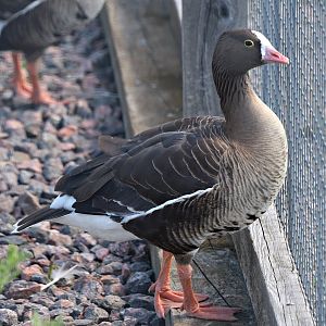 Lesser white-fronted goose (Anser erythropus)