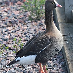 Lesser white-fronted goose (Anser erythropus)
