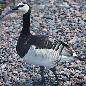 Barnacle goose (Branta leucopsis)