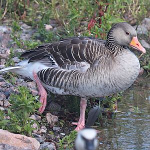Western greylag goose (Anser anser anser)