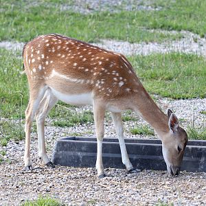 Common fallow deer (Dama dama)
