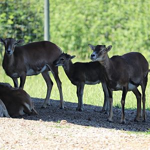 European mouflon (Ovis orientalis musimon)