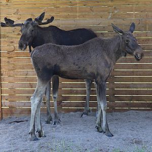 Eurasian elk (Alces alces alces)