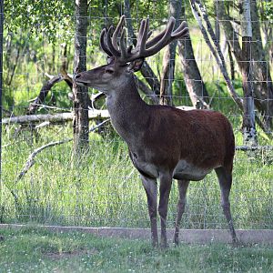 Central European red deer (Cervus elaphus hippelaphus)