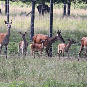 Central European red deer (Cervus elaphus hippelaphus)