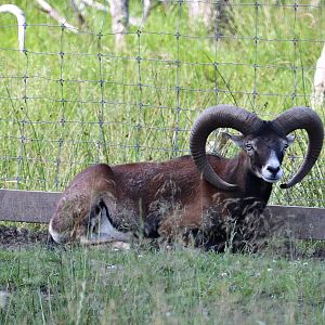 European mouflon (Ovis orientalis musimon)