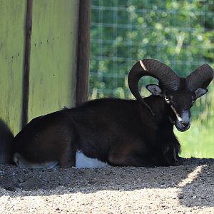 European mouflon (Ovis orientalis musimon)