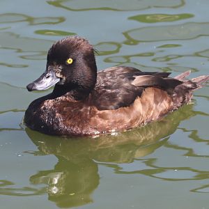 Tufted duck (Aythya fuligula)