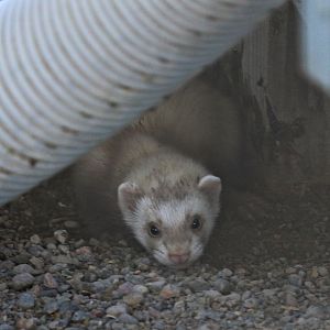 Domestic ferret (Mustela putorius f. furo)