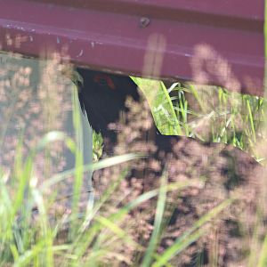 Western capercaillie (Tetrao urogallus)