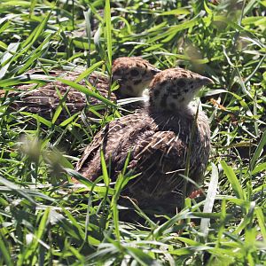 Grey partridge (Perdix perdix)