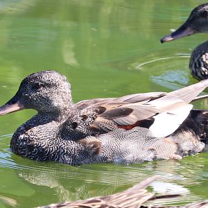 Gadwall (Mareca strepera strepera)