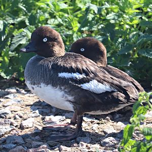 Eurasian goldeneye (Bucephala clangula clangula)