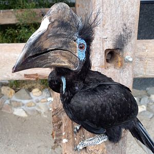 Black-casqued hornbill - male