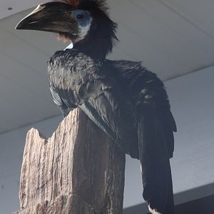 Black-casqued hornbill - female